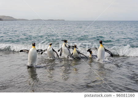 King penguins going from sea King penguins going from sea 96081160