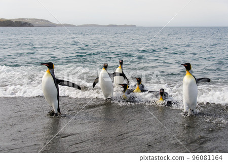 King penguins going from sea 96081164