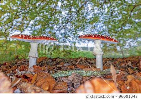 Close up of a toadstool on a leaf covered forest floor during the day Close up of a toadstool on a leaf covered forest floor during the day 96081342