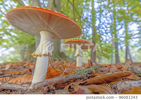 Close up of a toadstool on a leaf covered forest floor during the day Close up of a toadstool on a leaf covered forest floor during the day 96081343