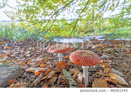 Close up of a toadstool on a leaf covered forest floor during the day 96081345