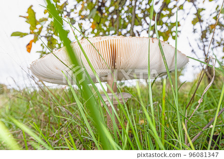 Close up of a parasol mushroom in a meadow during the day Close up of a parasol mushroom in a meadow during the day 96081347