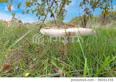 Close up of a parasol mushroom in a meadow during the day 96081348