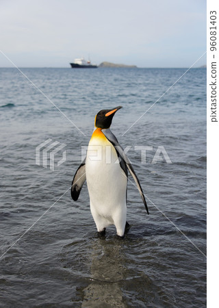 King penguin going from sea King penguin going from sea 96081403