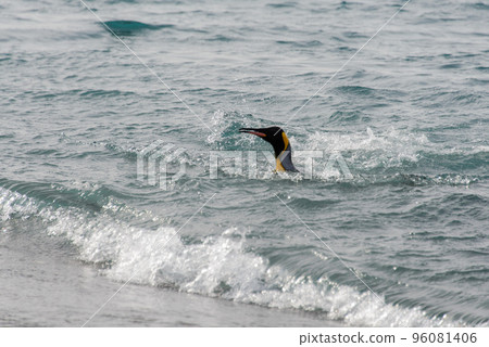King penguin going from sea King penguin going from sea 96081406