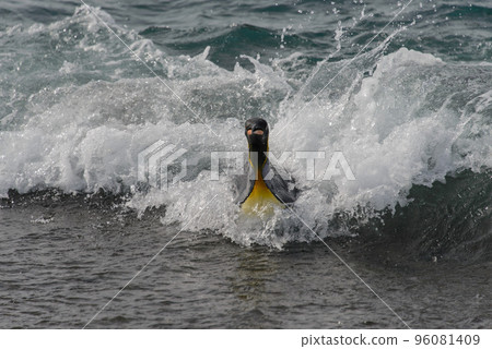 King penguin going from sea King penguin going from sea 96081409