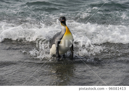 King penguin going from sea 96081413