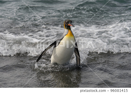 King penguin going from sea King penguin going from sea 96081415