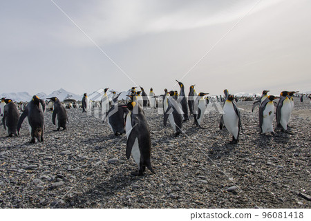 King penguins 96081418