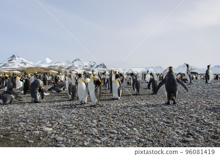 King penguins 96081419