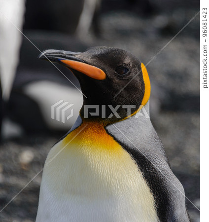 King penguin close up King penguin close up 96081423