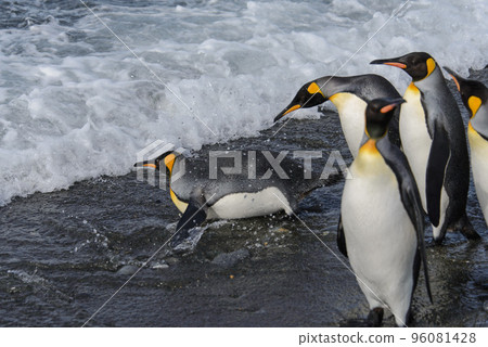 King penguins going from sea 96081428