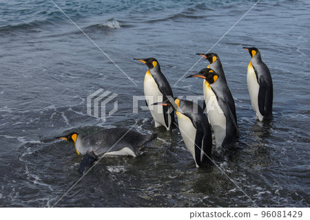 King penguins going from sea 96081429