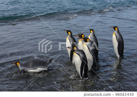 King penguins going from sea King penguins going from sea 96081430