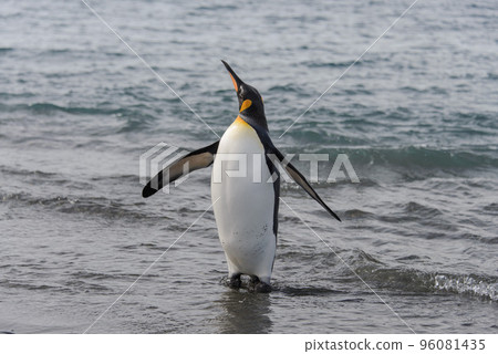 King penguin going from sea King penguin going from sea 96081435