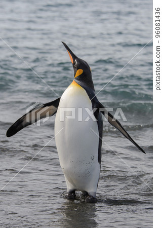King penguin going from sea King penguin going from sea 96081436