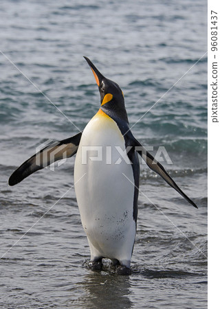 King penguin going from sea King penguin going from sea 96081437