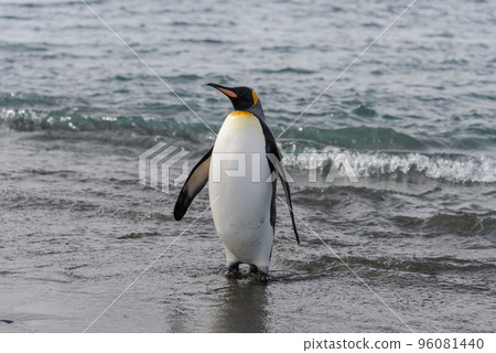 King penguin going from sea King penguin going from sea 96081440