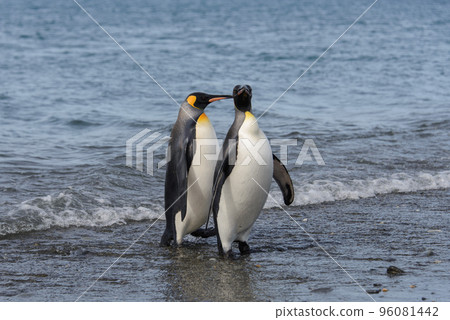 King penguins going from sea King penguins going from sea 96081442