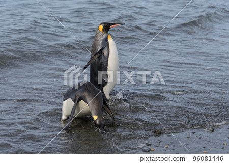King penguins going from sea 96081446