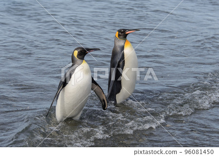King penguins going from sea 96081450