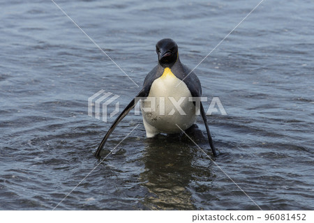 King penguin going from sea 96081452