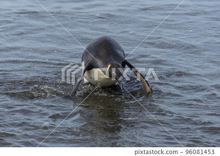 King penguin going from sea 96081453
