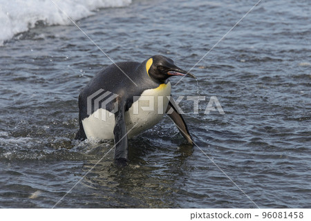 King penguin going from sea King penguin going from sea 96081458