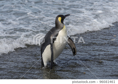 King penguin going from sea 96081461