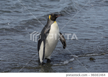 King penguin going from sea 96081464
