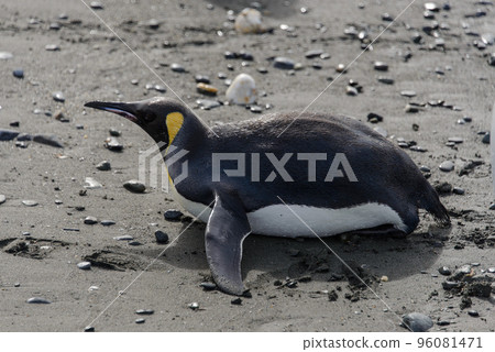 King penguin lying on ground King penguin lying on ground 96081471