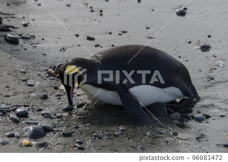 King penguin standing up King penguin standing up 96081472