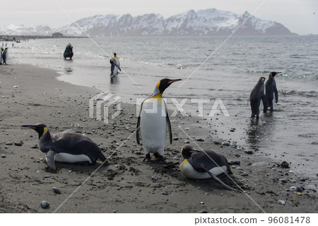King penguins going from sea King penguins going from sea 96081478