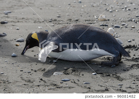 King penguin standing up King penguin standing up 96081482