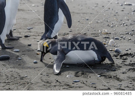 King penguin standing up King penguin standing up 96081485
