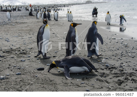 King penguin standing up 96081487
