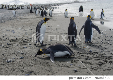 King penguin standing up 96081490