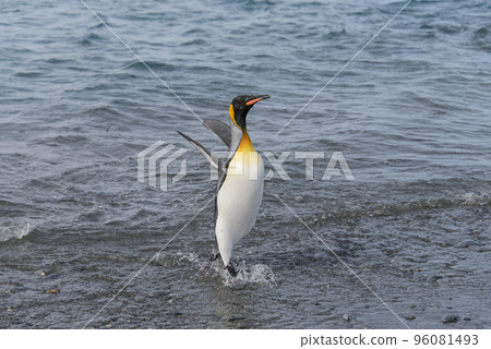 King penguin going from sea King penguin going from sea 96081493