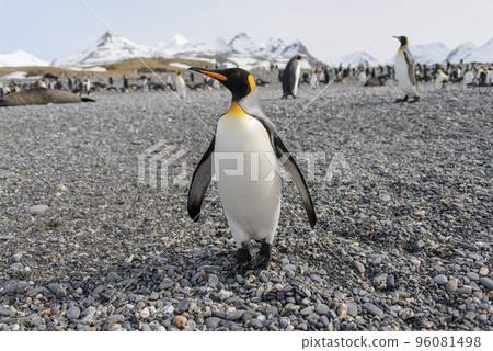 King penguin King penguin 96081498