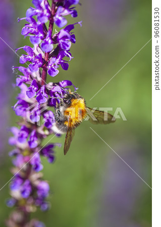 Bumblebee on lavender. Natural vertical background, copy space Bumblebee on lavender. Natural vertical background, copy space 96081530