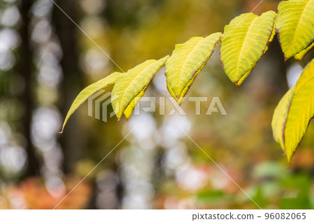 Yellow autumn leaves of Juglans mandshurica, Manchurian walnut. Autumn leaf color Yellow autumn leaves of Juglans mandshurica, Manchurian walnut. Autumn leaf color 96082065