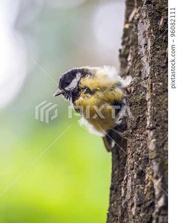 Cute bird Great tit, songbird sitting on the tree trunk in autumn. Parus major Cute bird Great tit, songbird sitting on the tree trunk in autumn. Parus major 96082111