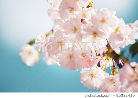 Apple tree flower Apple tree flower 96082430