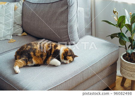 Portrait of pleased, well-fed, lazy multicolor cat sleeping on the gray couch in modern interior. Funny fluffy cat in cozy home atmosphere. Hygge home. Selective focus, copy space 96082498
