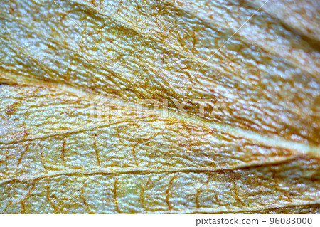 plant leaf under the microscope plant leaf under the microscope 96083000