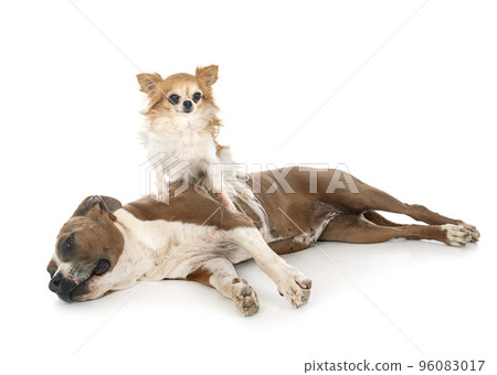american staffordhire terrier and chihuahua 96083017