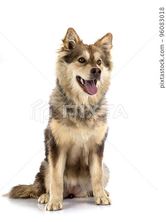 Finnish Lapphund in studio 96083018