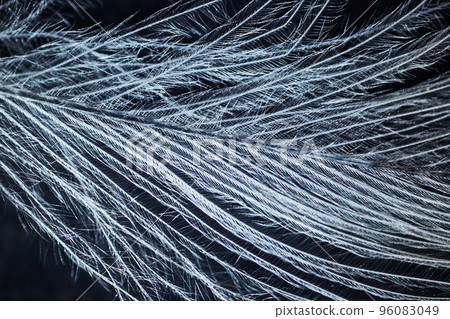 Bird feather under the microscope 96083049