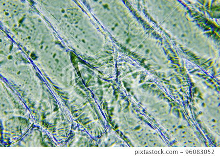 cells of onion cells of onion 96083052