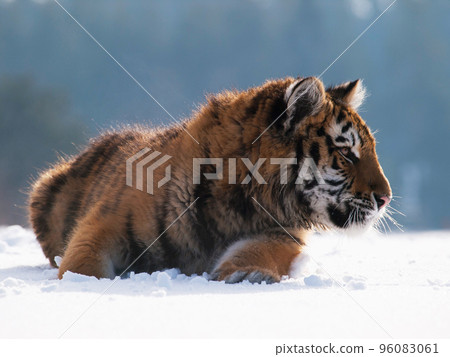 Portrait of siberian tiger resting on the snow in winter. Nature scene from Russia 96083061